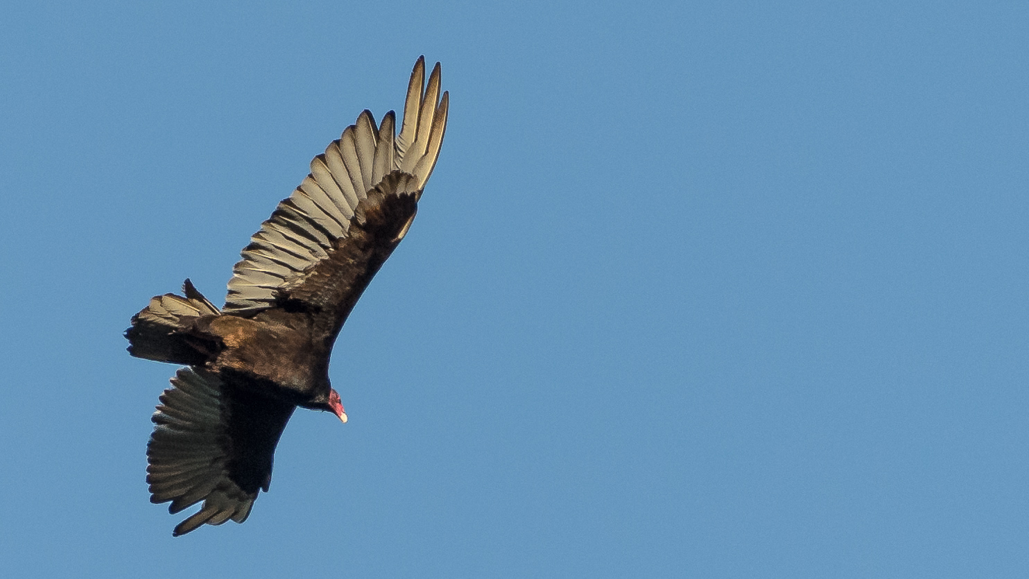 A turkey vulture shot close to the Golden Gate Bridge in San Francisco with a Nikon D7000
