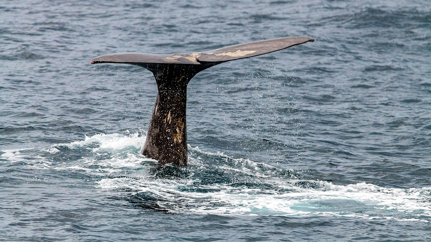 A Spermwhale captured from a boat with the Tamron 150-600 G1 and a Nikon D850